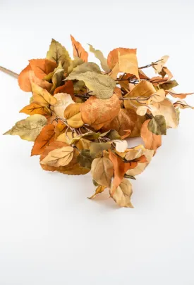 Caramel leaves bush