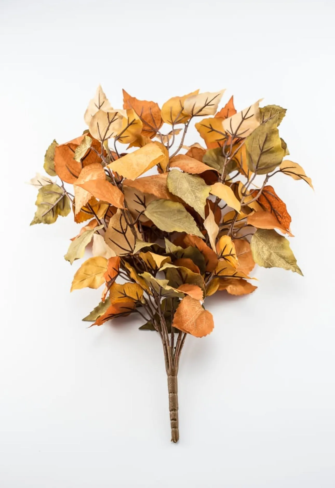 Caramel leaves bush