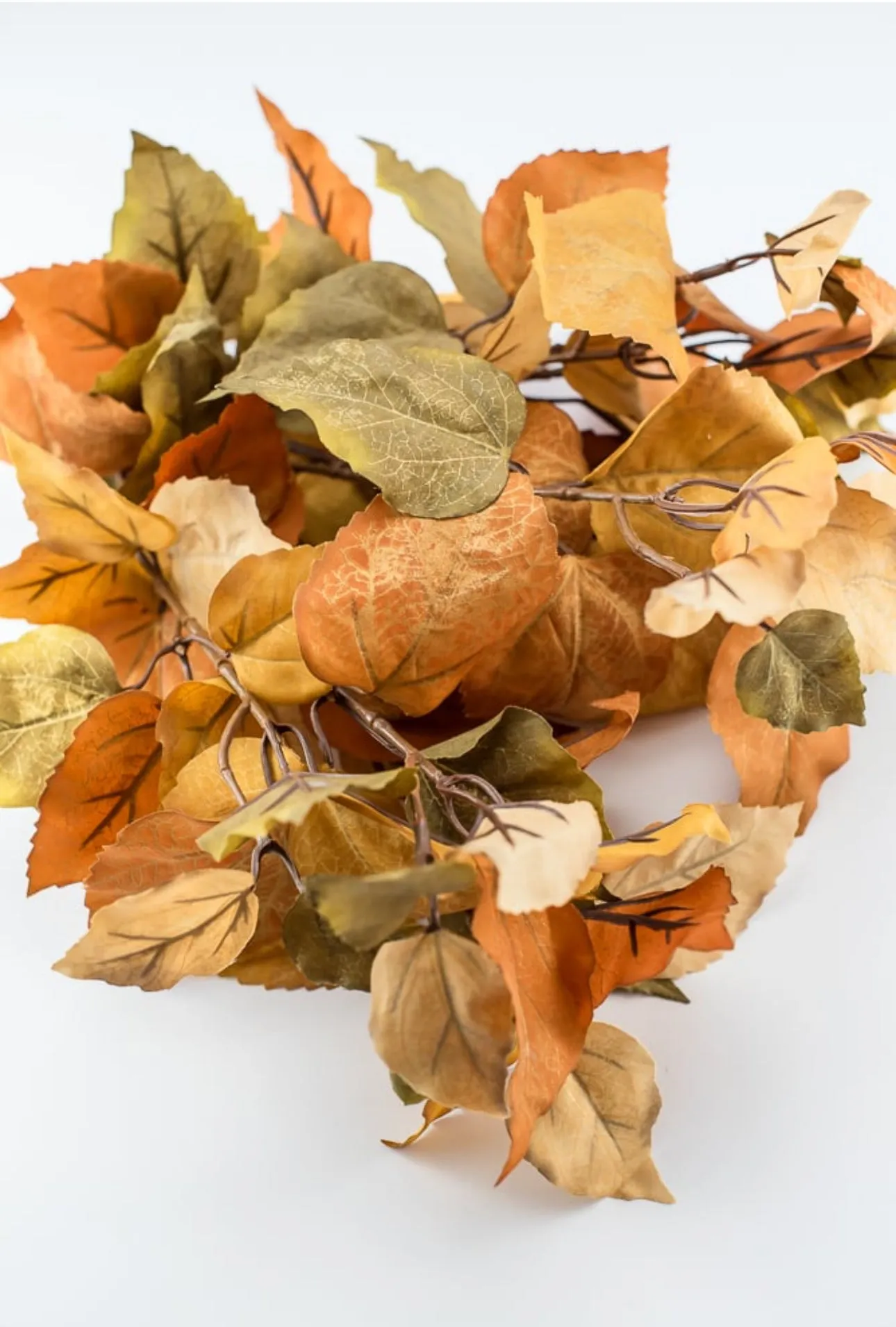 Caramel leaves bush