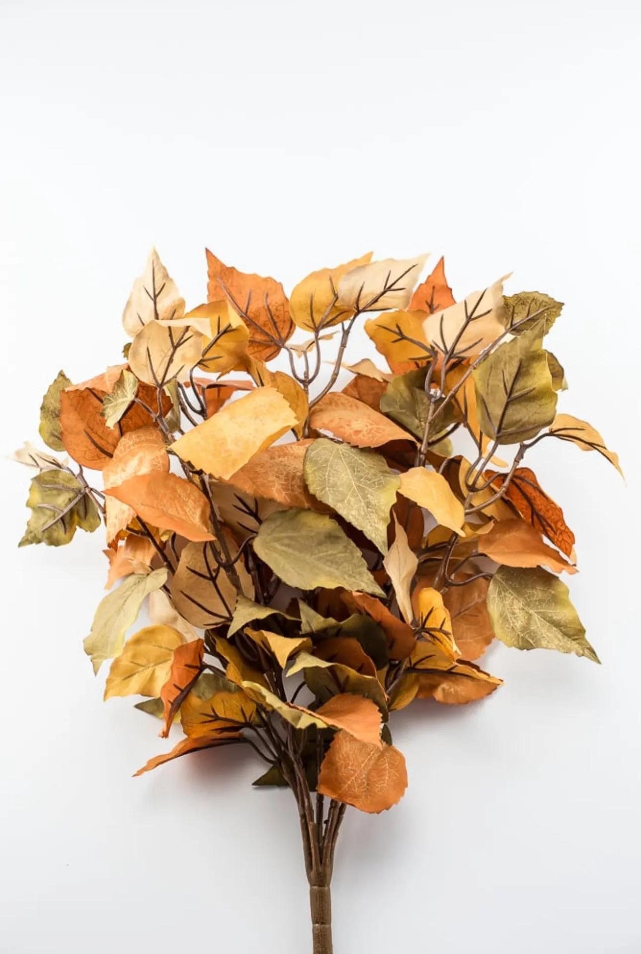 Caramel leaves bush