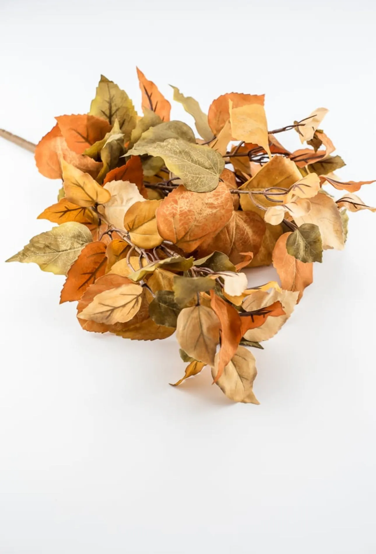 Caramel leaves bush