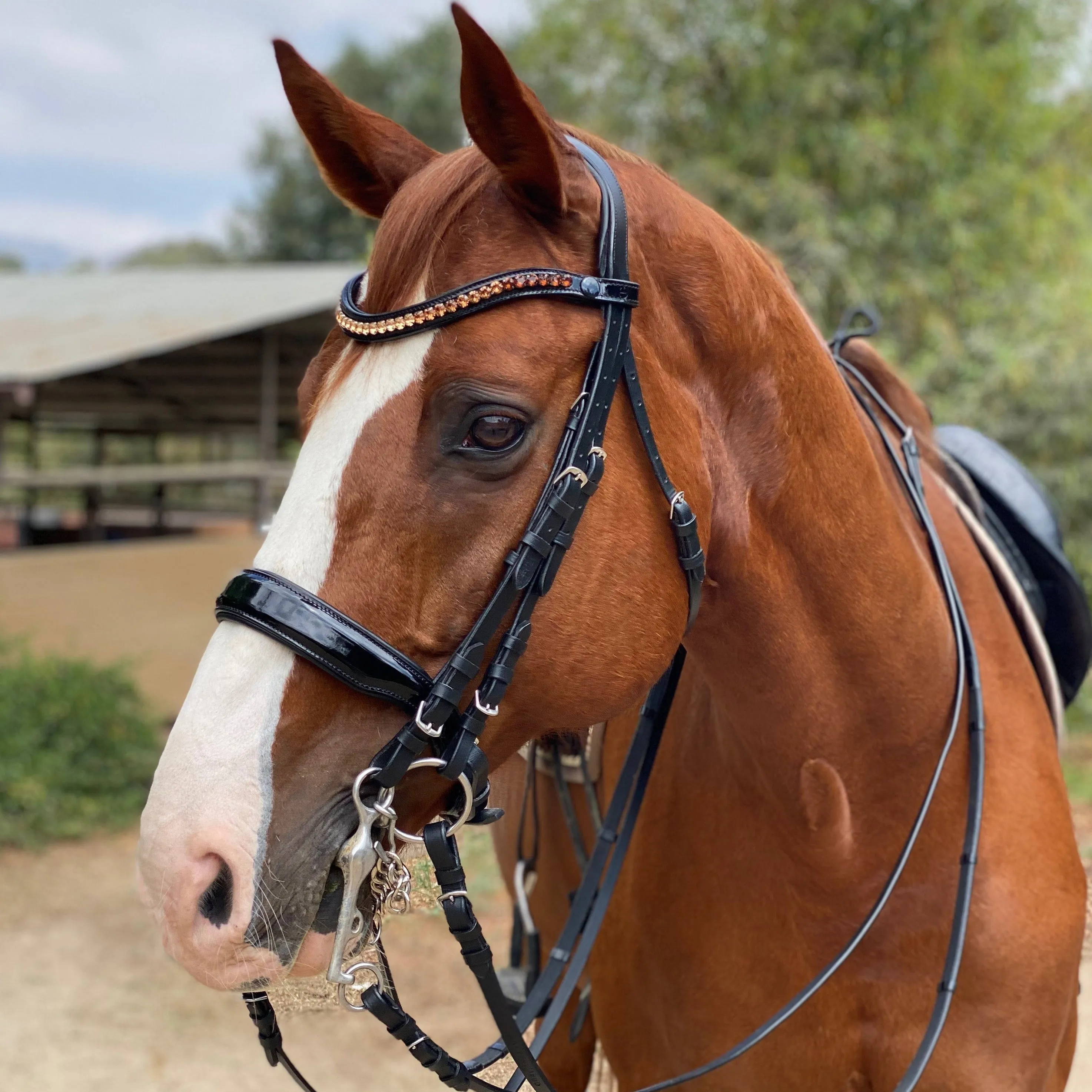 Halter Ego Crystal Patent Browband - Caramel Honey
