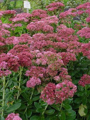 pot sedum autumn fire